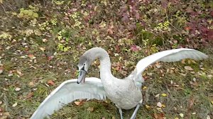 Schwan
