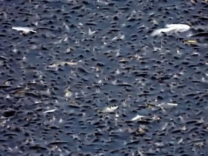 Das Sterben der Fische