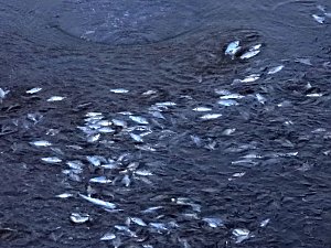 Das Sterben der Fische