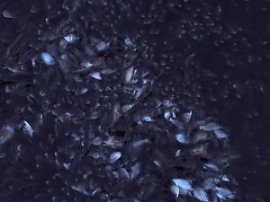 Das Sterben der Fische