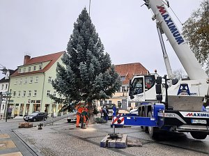 Weihnachtsbaum-SDH