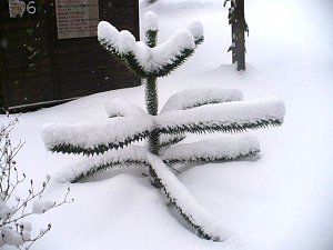 Winter im Borntal