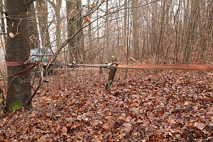 auto im Wald