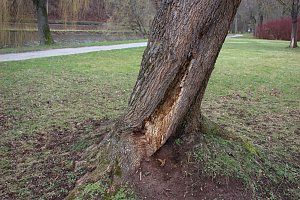 Sanierungskonzept f&uuml;r Schlosspark n&ouml;tig?