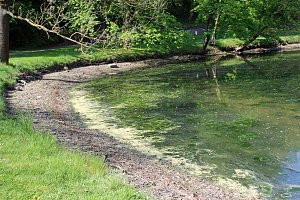 Den Parkteichen von Sondershausen fehlt (e) das Wasser