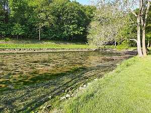 Wipper wird zum Problem f&uuml;r den kleinen Parkteich