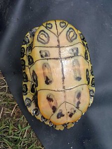 Schildkröte ausgebüxt