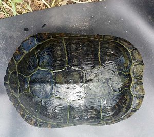 Schildkröte ausgebüxt