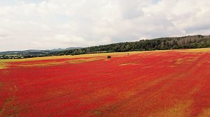 Peter Blei mitten im Mohn