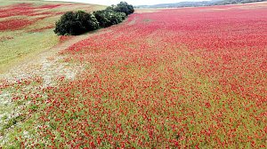 Peter Blei mitten im Mohn