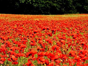 Peter Blei mitten im Mohn