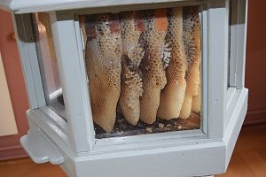 Schnelle Hilfe f&uuml;r Th&uuml;ringer Imker