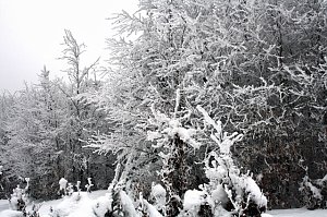 Im Harz