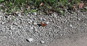 Vertrocknete B&auml;ume, B&auml;nke und mehr