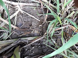 Zur Krokodilsichtung im Kyffhäuserkreis