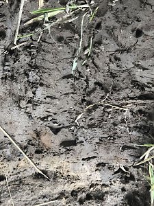 Zur Krokodilsichtung im Kyffhäuserkreis