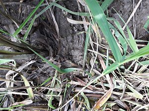 Zur Krokodilsichtung im Kyffhäuserkreis