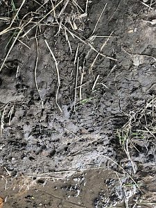 Zur Krokodilsichtung im Kyffhäuserkreis