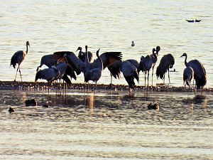 Peter Blei unterwegs am Stausee Kelbra