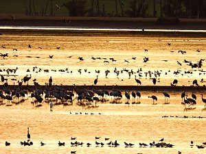 Peter Blei unterwegs am Stausee Kelbra