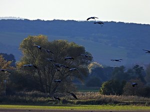 Kraniche am Stausee