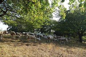 Landschaftspflegesaison im Südharz hat begonnen