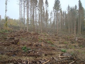 B&auml;ume pflanzen f&uuml;r den Klimaschutz