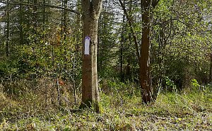 In Scharen in die Natur