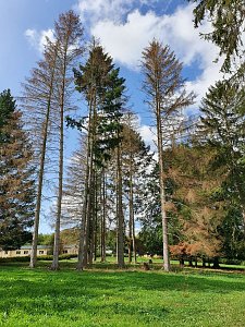 Baumverluste durch Trockenheit in historischen G&auml;rten