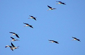 Vogelzug am Stausee Kelbra