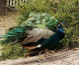 Besuch im Alternativen B&auml;renpark in Worbis