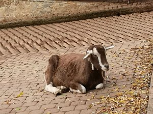 Besuch im Alternativen B&auml;renpark in Worbis