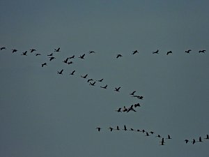 Gro&szlig;er Kranichtag in Kelbra