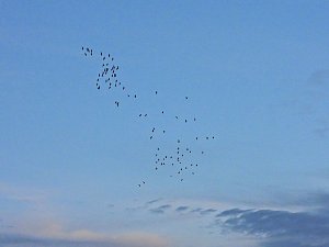 Gro&szlig;er Kranichtag in Kelbra