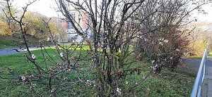 Natur