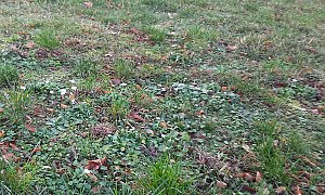 Natur