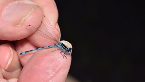 Schutz f&uuml;r Libellen und ihre Larven