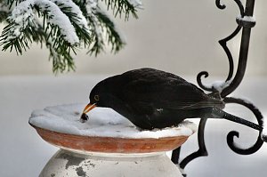Amselm&auml;nnchen 