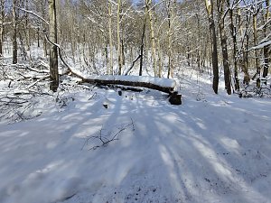Im Brandesbachtal