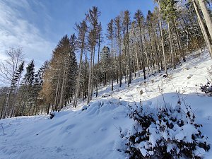 Im Brandesbachtal