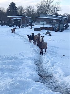 Schlechte Tierhaltung in Greu&szlig;en