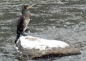 Beobachtungsposten f&uuml;r Enten?