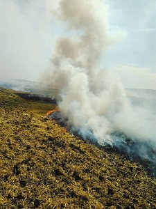 Feldbrand bei Allmenhausen