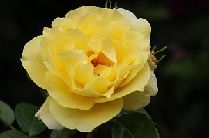 Europa Rosarium in Sangerhausen