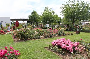 Europa Rosarium in Sangerhausen