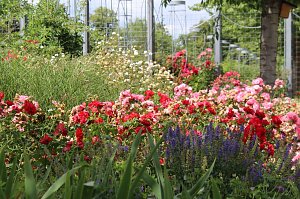 Europa Rosarium in Sangerhausen