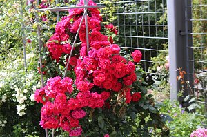 Europa Rosarium in Sangerhausen