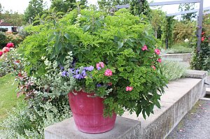 Europa Rosarium in Sangerhausen