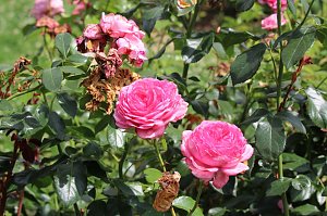 Europa Rosarium in Sangerhausen