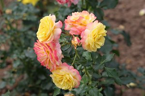 Europa Rosarium in Sangerhausen